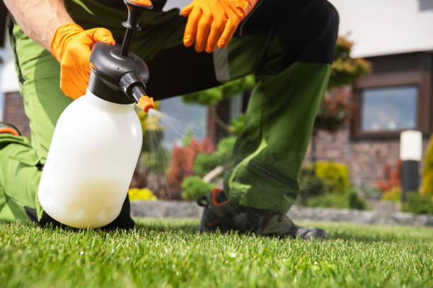 Best Local Pest Control Services  in Diberville, MS