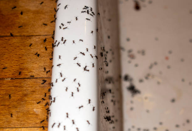 Best Wildlife Control Services  in Diberville, MS