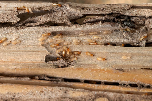 Best Local Pest Control Services  in Diberville, MS